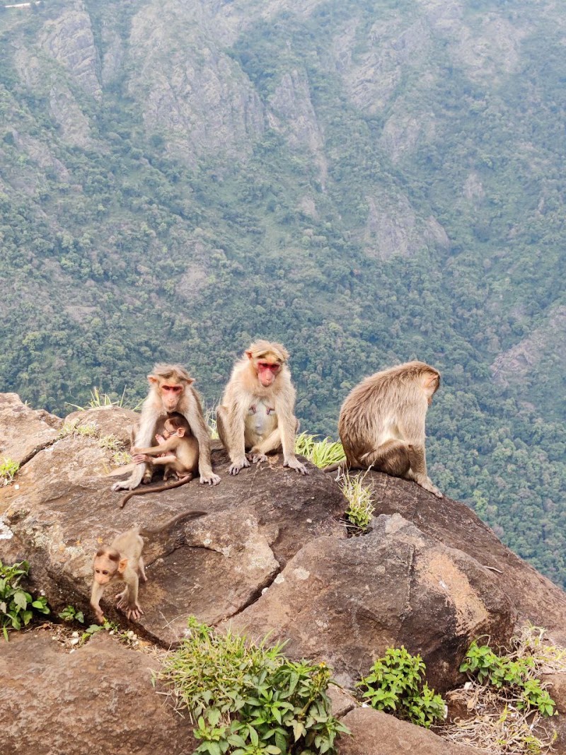 Dolphin Nose Viewpoint - Dolphin Nose Viewpoint Dolphins nose Rd, Alwarpet, Coonoor, Tamil Nadu 643102, India