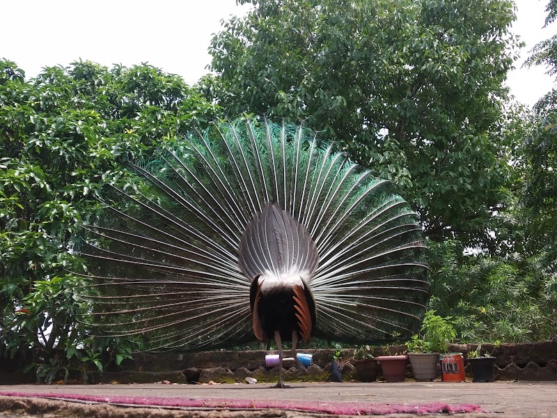 Satya Jyoti Farm - Satya Jyoti Farm village Laadpuri, Sare Khurd, Rajasthan 301707, India