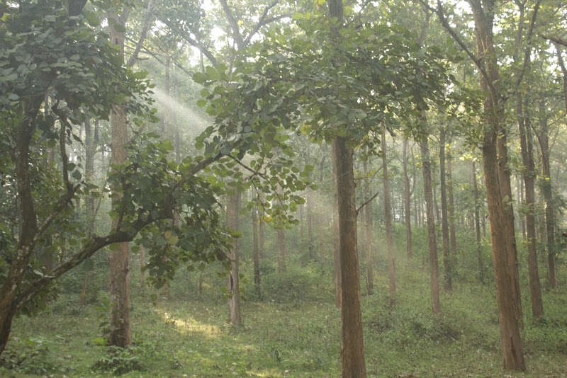 Muthanga Forest - Muthanga Forest M999+JRJ, Wayanad, Muthanga, Kerala 673592, India