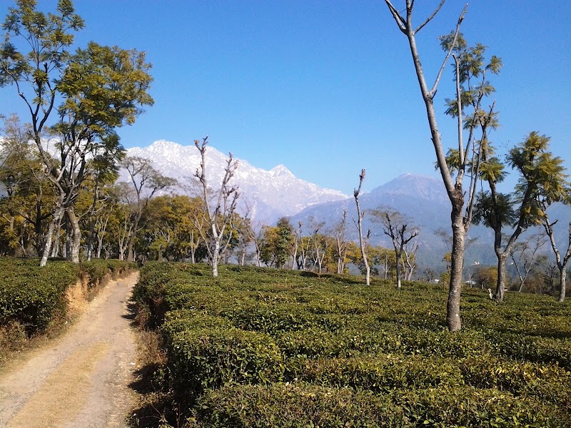 Manjhee Valley Tea Gardens - Manjhee Valley Tea Gardens, 58XW+73C, Hodal, Himachal Pradesh 176215, India