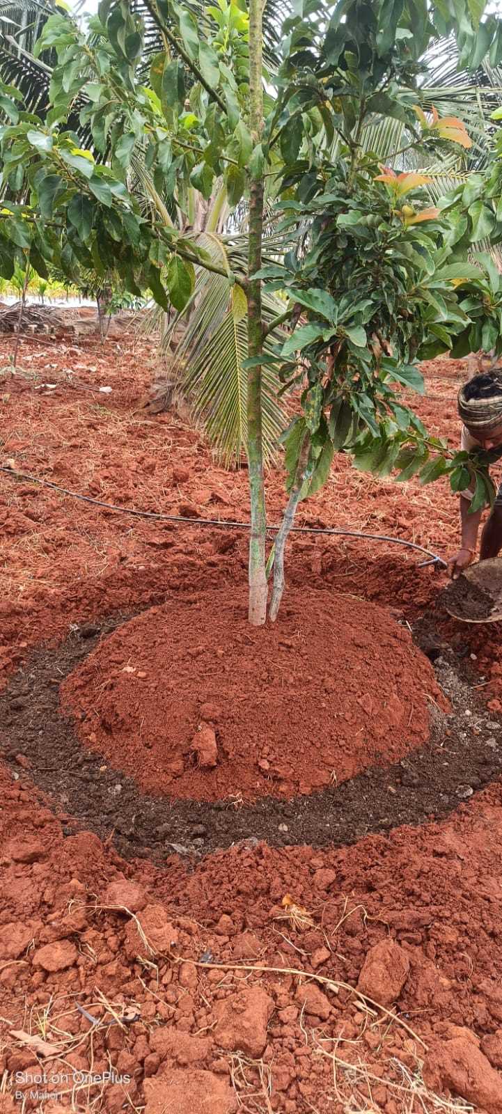 Roy Planters - Roy Planters, Kunthur, mole, uppara street, Kollegala, Kunthur, Karnataka 571442, India