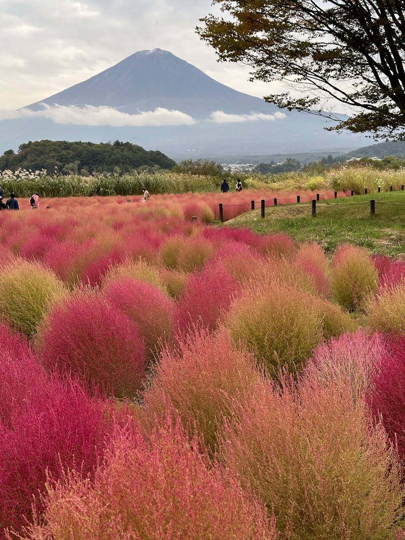 Oishi Park - Oishi Park ２５２５番地の１１先 Ōishi, Fujikawaguchiko, Minamitsuru District, Yamanashi 401-0305, Japan