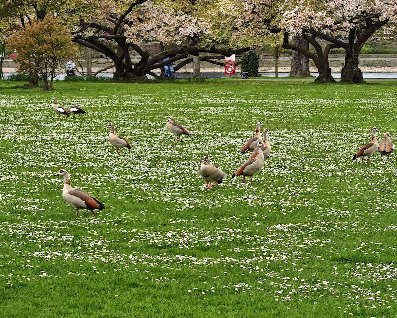 Rheinpark - Rheinpark, Auenweg Rheinpark, 50679 Köln, Germany