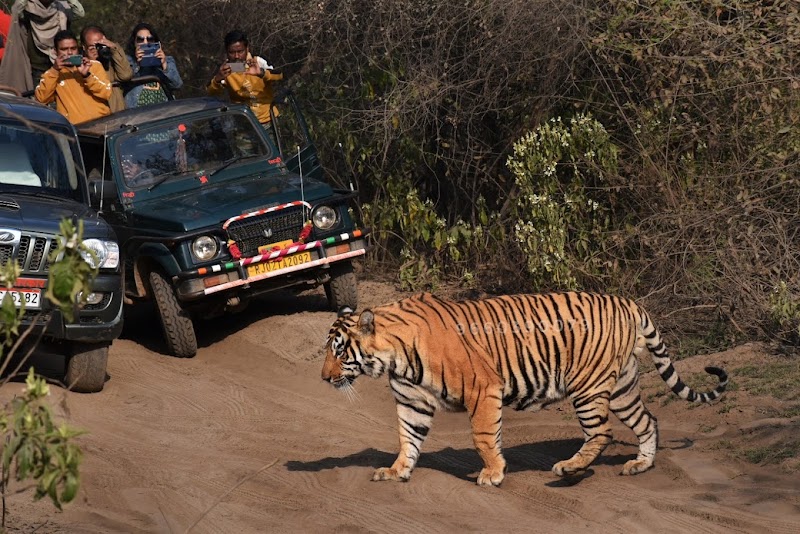 Sariska Jungle Safari Booking (Sariska) - Sariska Jungle Safari Booking (Sariska) near Tehla Forest Gate, Sariska, Tehla, Rajasthan 301410, India