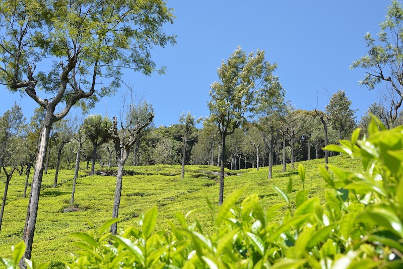 SINGARA ESTATE TEA FACTORY - SINGARA ESTATE TEA FACTORY 8RWC+9PH, Singara Rd, Coonoor, Tamil Nadu 643101, India