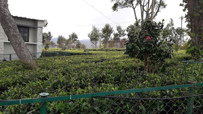 Pandian Tea Industries - Pandian Tea Industries, Corsley Road, Estate, Kotagiri, Tamil Nadu 643217, India