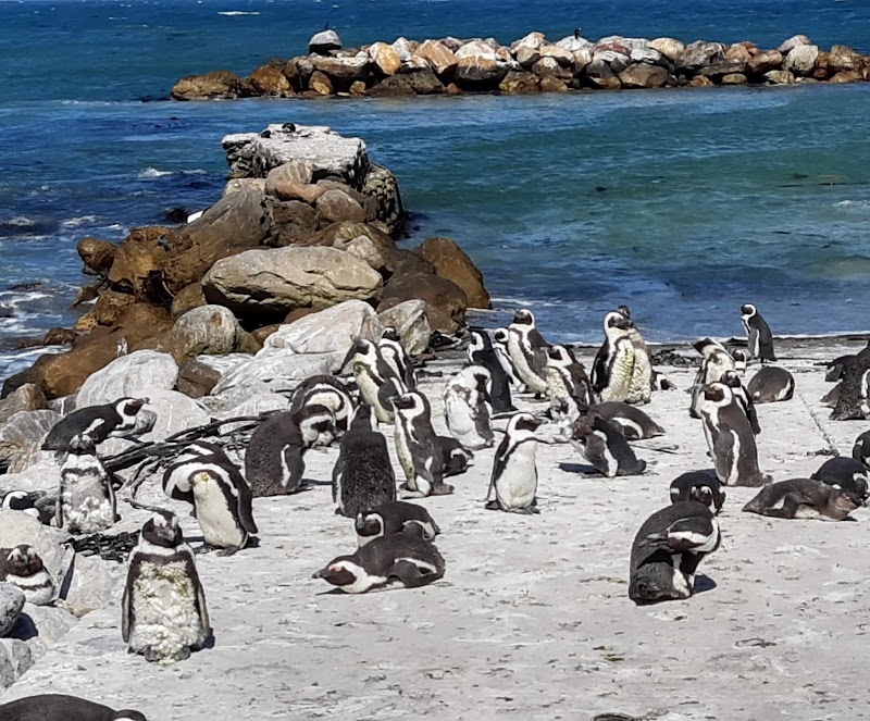 Stony Point Nature Reserve - Stony Point Nature Reserve, 2411 Wallers Rd, Betty's Bay, 7141, South Africa