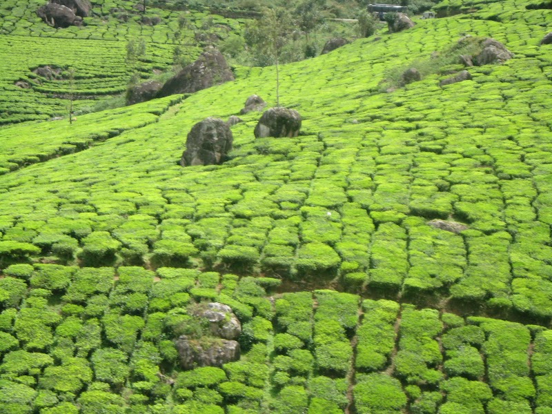 Talayar Tea Factory - Talayar Tea Factory 5442+FV8, Kannan Devan Hills, Kerala 685614, India