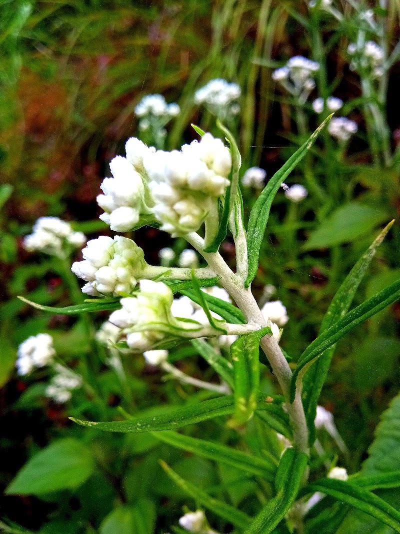 Madkote - Madkote, Uttarakhand 262554, India