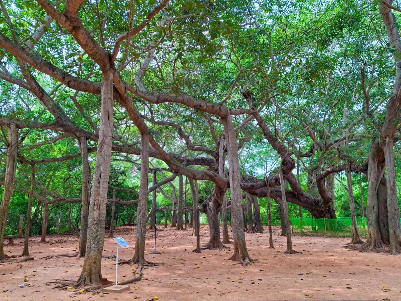 Big banyan tree