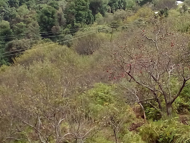 BRC Ramgarh - BRC Ramgarh, CHV6+G3V, Kaichi - Ramgarh Rd, Ramgarh, Bohrakote, Uttarakhand 263137, India