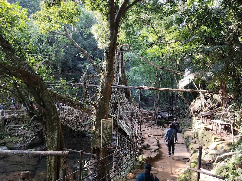 Living bridge, Parking lot, Riwai Village, Mawlynnong Road - Living bridge, Parking lot, Riwai Village, Mawlynnong Road 6V5X+3WW, Nongthymmai, Meghalaya 793110, India