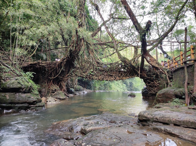 Living root bridge - Living root bridge 62HJ+5HP, Unnamed Road, Mawlynnong, Meghalaya 793161, India