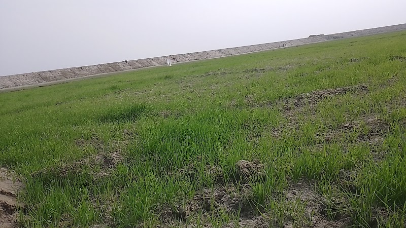 Koshi River - Koshi River Koshi River
