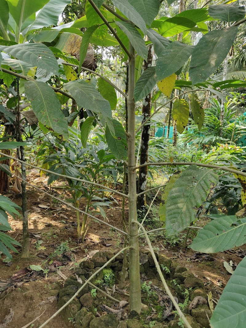 Banasura Ayurvedic &spices garden - Banasura Ayurvedic &spices garden Dam Road, Padinjarathara, Kerala 673575, India