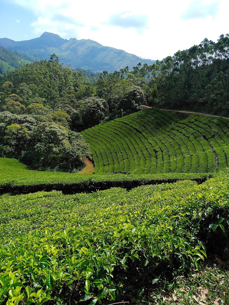 Eravikulam National Park - Eravikulam National Park Kannan Devan Hills, Kerala 685612, India