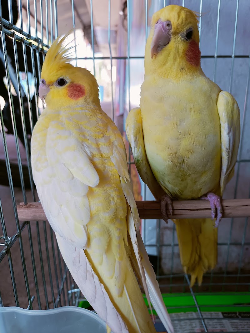 Shark Tank Pet Shop - Shark Tank Pet Shop, Infront of C, N.I. Church , Mission, Sagundungari, Odisha 766107, India