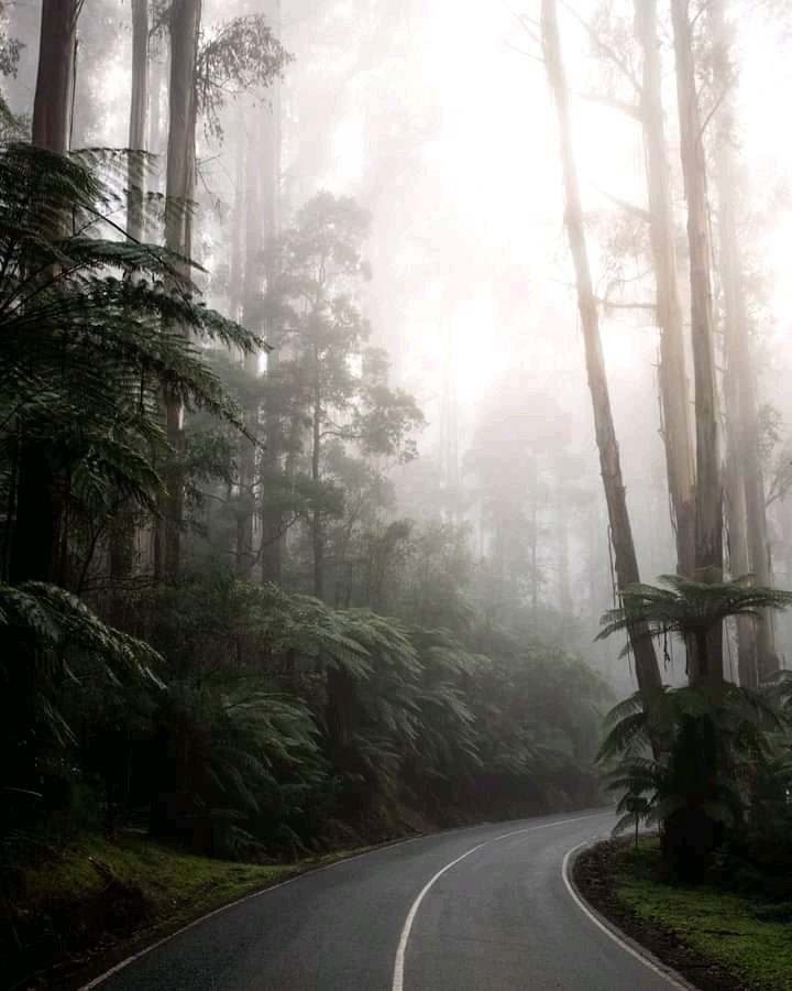 Yarra Ranges Shire - Yarra Ranges Shire, Yarra Ranges, VIC, Australia