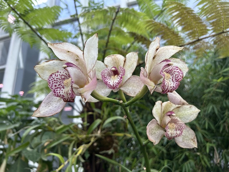 Orchidarium Garden Gangtok Sikkim - Orchidarium Garden Gangtok Sikkim Ridge park, Arithang, Gangtok, Sikkim 737103, India
