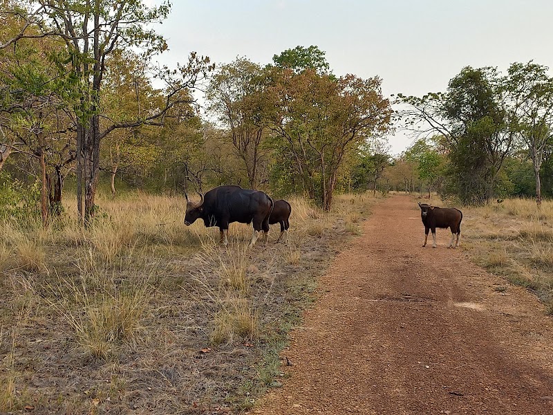 Gomarda Wildlife Sanctuary (ABHYARANYA) - Gomarda Wildlife Sanctuary (ABHYARANYA), C55P+9J8, Chhattisgarh 496445, India
