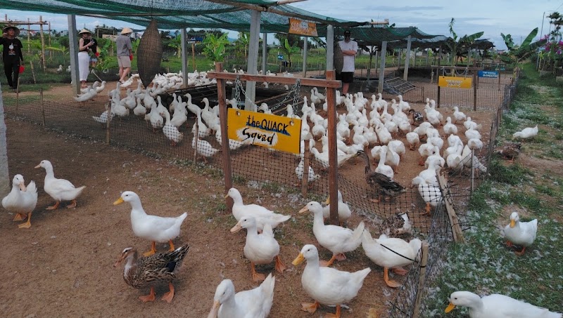 Hoi An Day Tours with Local Guide - Hoi An Day Tours with Local Guide, 3 Nguyễn Tri Phương, Hội An, Đà Nẵng 51000, Vietnam