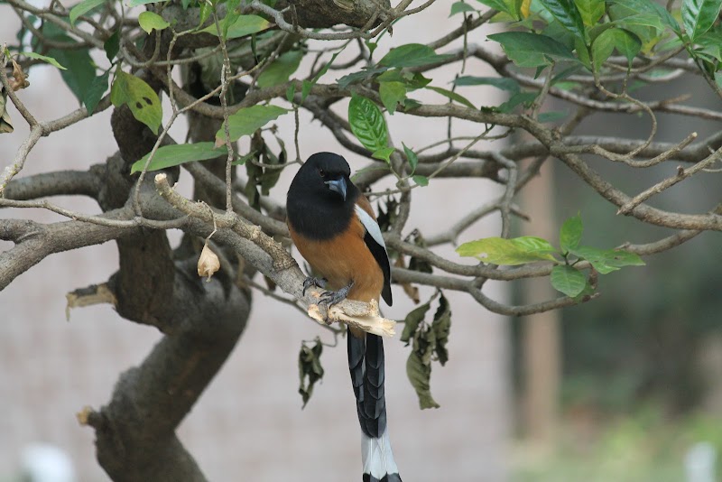 BH park - BH park, BH 129, BH Block, Sector 2, Bidhannagar, Kolkata, West Bengal 700091, India