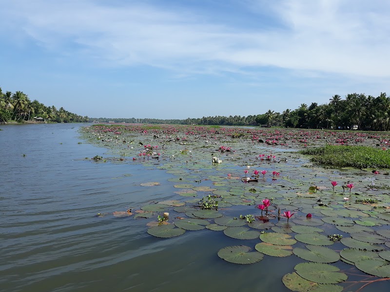 Kumarakom Bird Sanctuary - Kumarakom Bird Sanctuary, Kavanattinkara, Kumarakom, Kerala 686563, India
