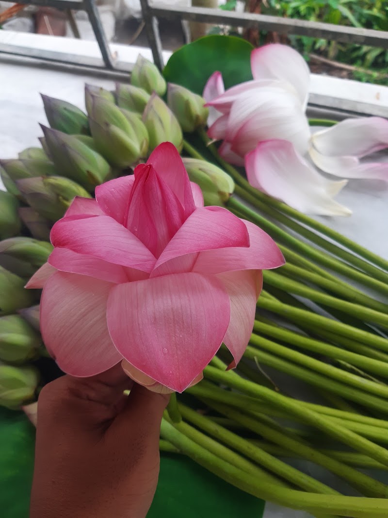 Lotus Pond - Lotus Pond 96GP+QH, Barkalikapur, Chanddandaha, West Bengal 743503, India