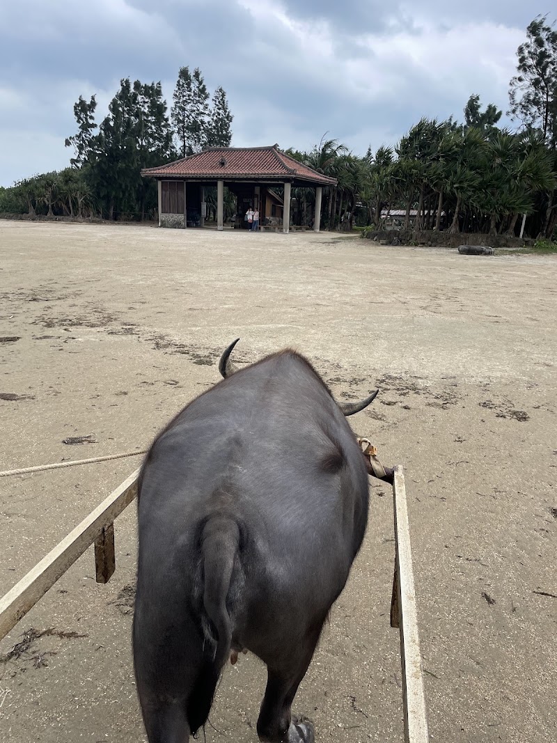 Yubu Island Water Buffalo Cart - Yubu Island Water Buffalo Cart Japan, 〒907-0011 Okinawa, Yaeyama District, Ishigaki, 八島町２丁目724°20'52. 123°55'59.