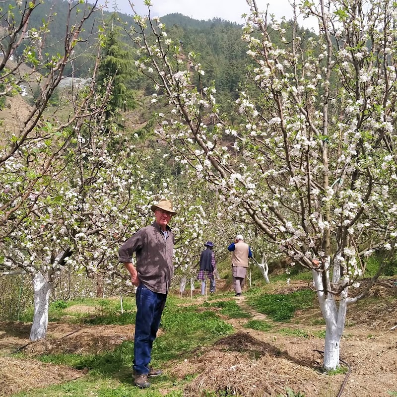 Himalayan Orchard - Himalayan Orchard Reoghati Rd, Rukhla, Himachal Pradesh 171204, India