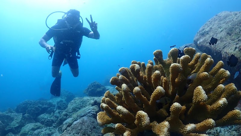 Scubadeep Phuket - Scubadeep Phuket 186 Taweewong Road Kathu, ตำบลป่าตอง Phuket, ภูเก็ต 83150, Thailand