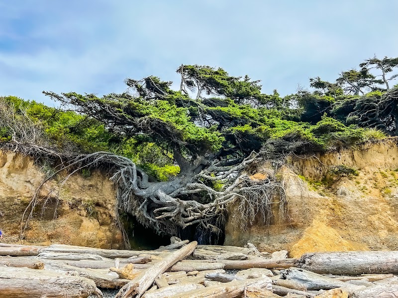 Tree of Life - Tree of Life, Forks, WA 98331, USA