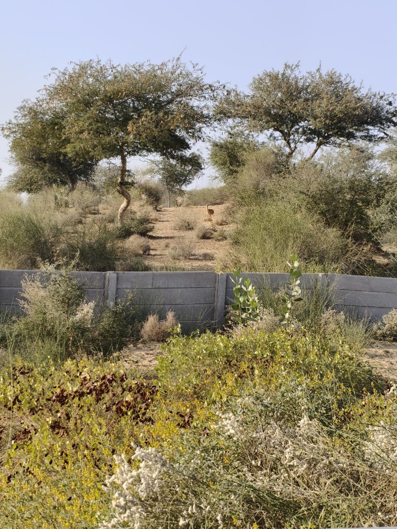 Sand Dunes Osian (mini dessert) - Sand Dunes Osian (mini dessert), PWG2+G25, Khetasar - Osian Rd, Osian, Rajasthan 342303, India