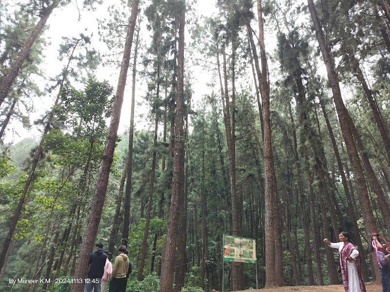 Pine Valley Vagamon - Pine Valley Vagamon MW4H+3J2, Vedikuzhi, Kolahalamedu, Keralam 685501, India