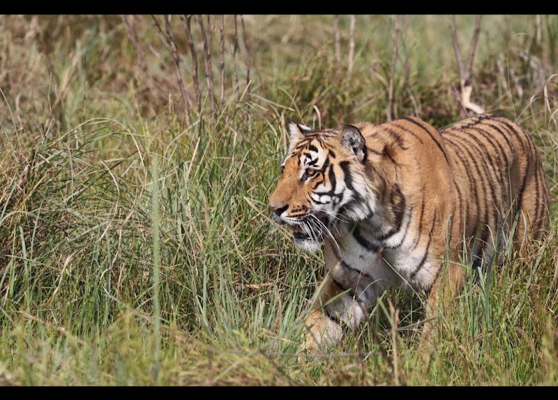 corbett jungle safari advisor - corbett jungle safari advisor telipura road, Jassaganja, Ramnagar, Shivlalpur Khazanchi, Uttarakhand 244715, India