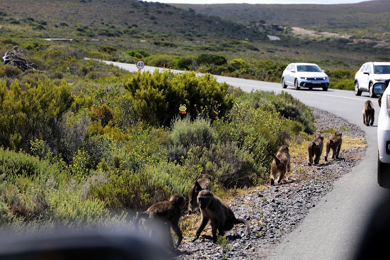 Cape of Good Hope - Cape of Good Hope, Cape Peninsula, Cape Town, South Africa