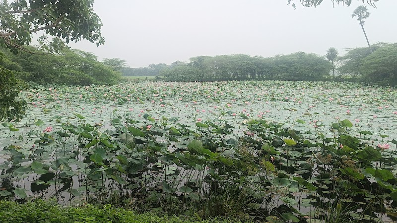 Lotus Pond - Lotus Pond XH8Q+2VJ, Sirugudi, Serugudi, Tamil Nadu 612201, India