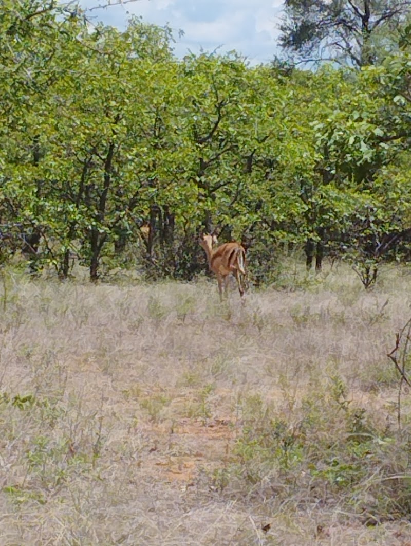 Musina Baobab Reserve - Musina Baobab Reserve, Musina, 0900, South Africa