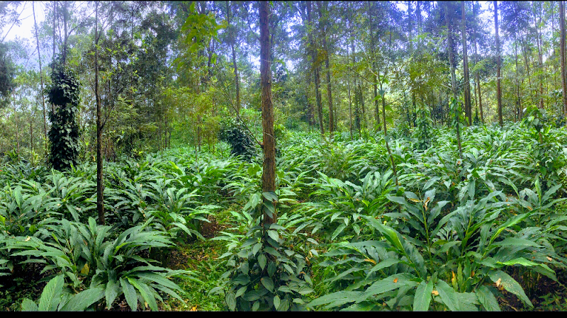Spice Forest