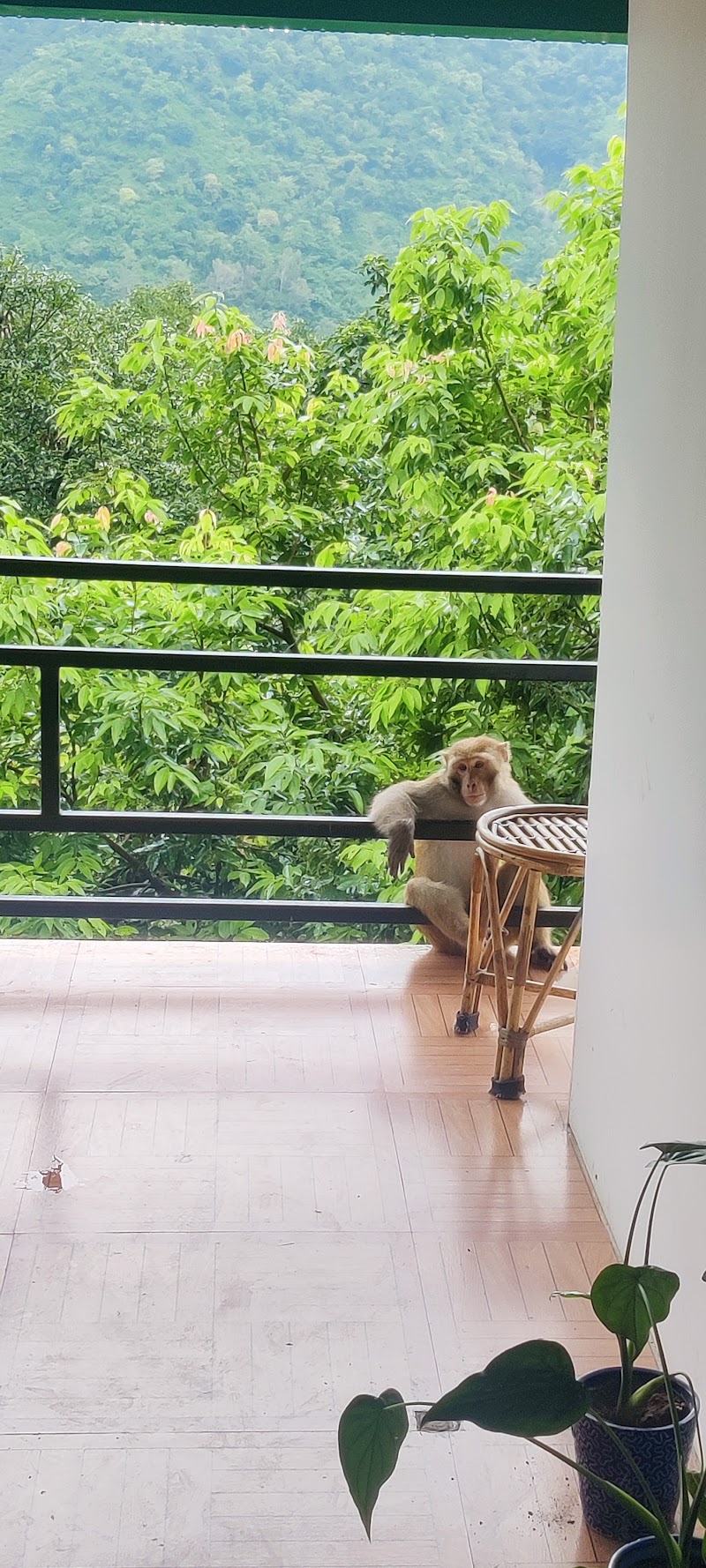 Cloud Heaven Villa - Cloud Heaven Villa 84X4+QX6, Asthal, Uttarakhand 248013, India
