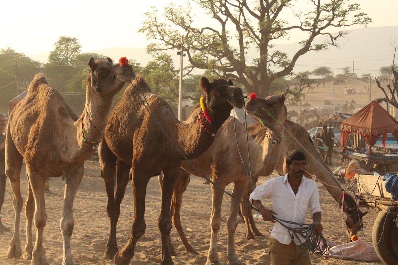 Pushkar Adventure Camp & Desert Camel Safari - Pushkar Adventure Camp & Desert Camel Safari, Office Address - Plot No. 20,Vinayak-C,Near Petrol Pump ,Pushkar 305022 +91 9828178063, Pushkar, Rajasthan 305022, India
