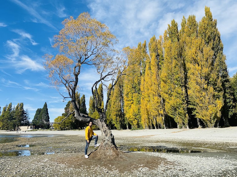 That Wanaka tree - That Wanaka tree Roys Bay 59 Wanaka Mount Aspiring Road, Wānaka 9305, New Zealand