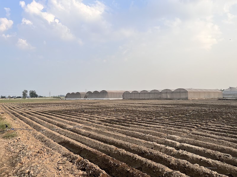 Potato Technology Centre - Potato Technology Centre Ramba Road, Shamgarh, National Highway 1, Karnal, Haryana 132116, India