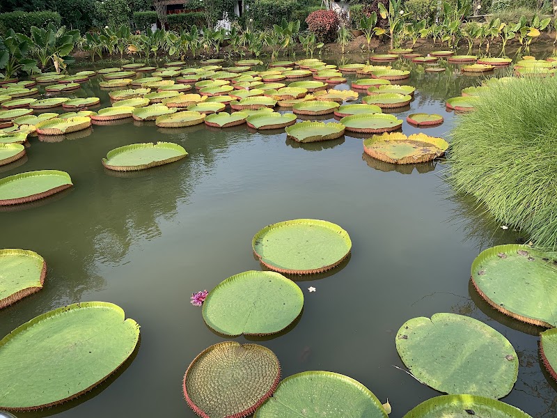 Hotels - Hotels Dindi, Gudimellanka, Andhra Pradesh 533253, India
