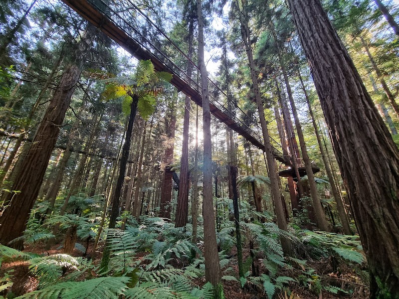 Redwoods – Whakarewarewa Forest - Redwoods – Whakarewarewa Forest Whakarewarewa, Rotorua 3074, New Zealand