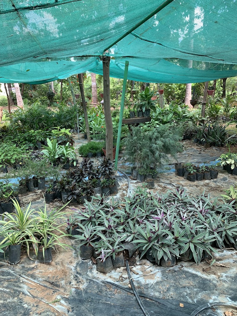 Roys Nursery Farm : Plant nursery In Mysuru. - Roys Nursery Farm : Plant nursery In Mysuru., 191, Naguvanahalli, Road, Old, Hale Kesare, Mysuru, Karnataka 570019, India