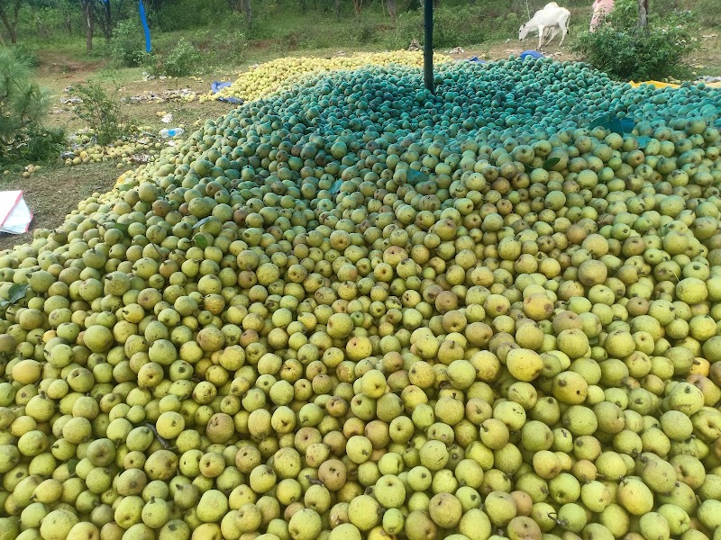 Naspati bagan (dankan) - Naspati bagan (dankan) F7W9+V49, Netarhat, Jharkhand 835218, India