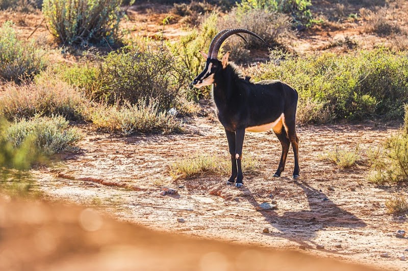 Royal Karoo Safaris - Royal Karoo Safaris, Dorsfontein Road DR1858 Steytlerville District, Steytlerville, 6250, South Africa