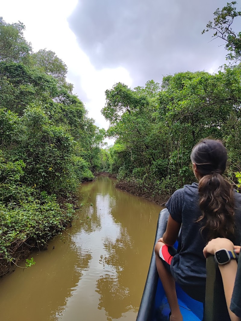 Mangrove Boat Ride (Prior booking required) - Mangrove Boat Ride (Prior booking required) Chorao Jetty, Madel, Goa 403102, India