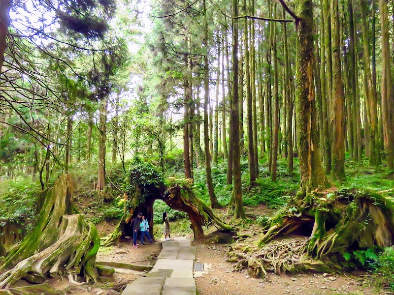 Alishan National Forest Recreation Area - Alishan National Forest Recreation Area No. 59號, 中正村 東, Alishan Township, Chiayi County, Taiwan 605